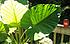 Click image for larger version. 

Name:	leaf1.jpg 
Views:	83 
Size:	106.9 KB 
ID:	59718