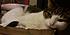 Click image for larger version. 

Name:	olibx2.jpg 
Views:	62 
Size:	27.6 KB 
ID:	59727