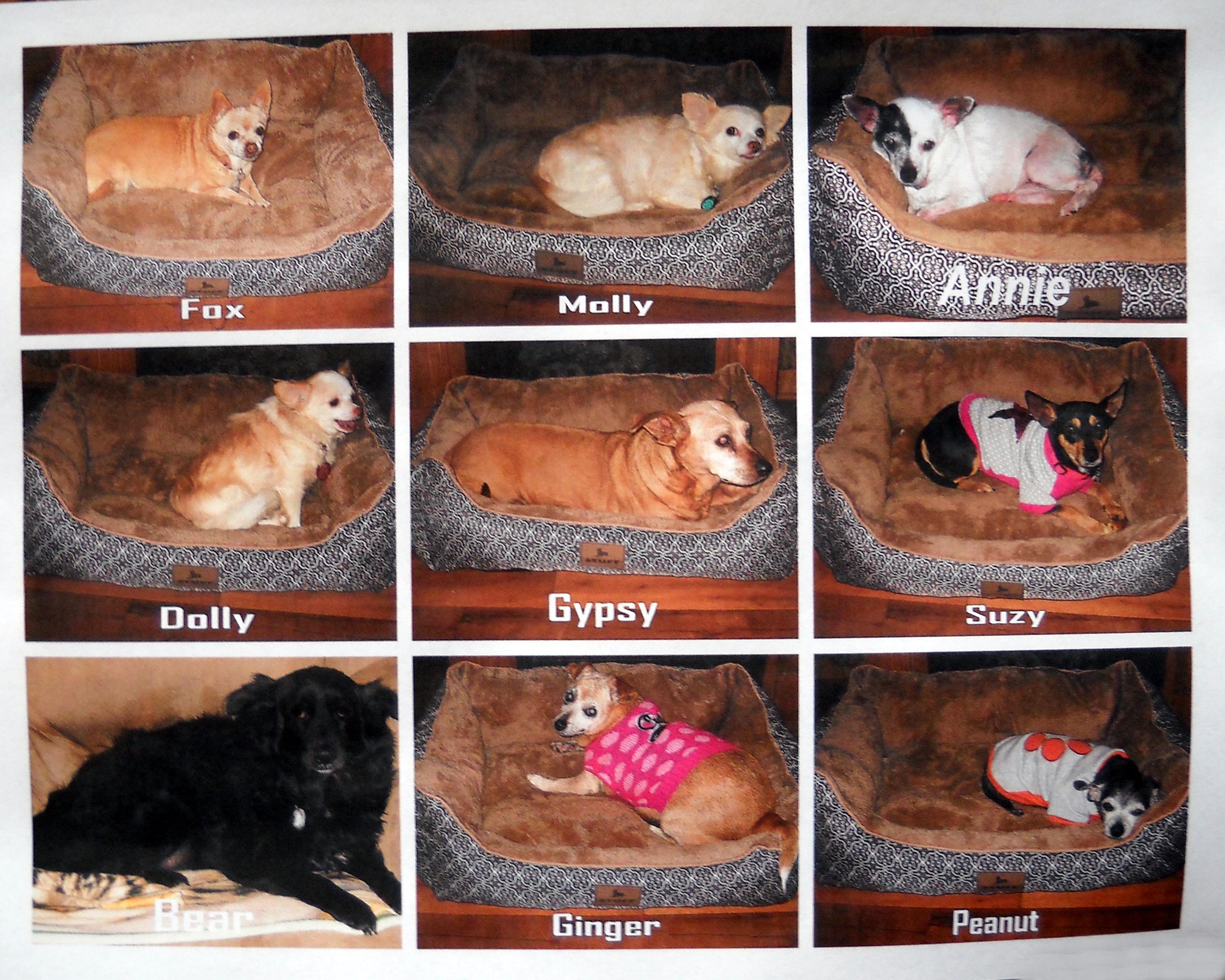 Name:  9 pups March 1 2017.jpg
Views: 173
Size:  820.9 KB