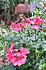 Click image for larger version. 

Name:	gardnkat.jpg 
Views:	96 
Size:	105.8 KB 
ID:	59788