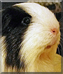 Name:  large (1).jpg
Views: 120
Size:  13.1 KB