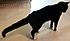 Click image for larger version. 

Name:	wiltail1.jpg 
Views:	114 
Size:	25.6 KB 
ID:	59813