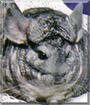 Name:  large (1).jpg
Views: 246
Size:  13.8 KB