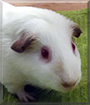 Name:  large (1).jpg
Views: 183
Size:  10.9 KB