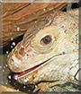 Name:  large (1).jpg
Views: 158
Size:  16.5 KB