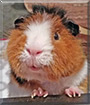 Name:  large (1).jpg
Views: 283
Size:  8.4 KB