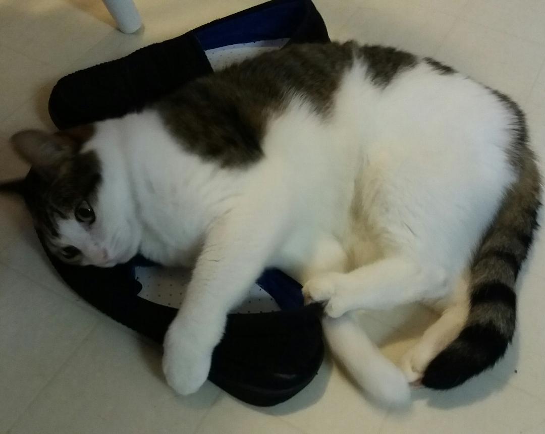 Name:  olishoe.jpg
Views: 106
Size:  57.5 KB