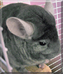 Name:  large (1).jpg
Views: 115
Size:  12.4 KB