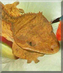 Name:  large (1).jpg
Views: 150
Size:  12.4 KB