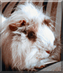 Name:  large (1).jpg
Views: 148
Size:  13.7 KB