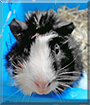Name:  large (1).jpg
Views: 185
Size:  14.0 KB