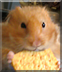 Name:  large (1).jpg
Views: 167
Size:  12.3 KB