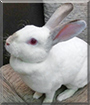 Name:  large (1).jpg
Views: 148
Size:  9.4 KB