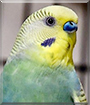 Name:  large (1).jpg
Views: 188
Size:  10.9 KB