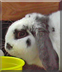 Name:  large (1).jpg
Views: 161
Size:  11.7 KB