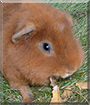 Name:  large (1).jpg
Views: 164
Size:  13.2 KB