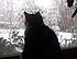 Click image for larger version. 

Name:	snowoli.jpg 
Views:	69 
Size:	151.9 KB 
ID:	60171