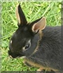 Name:  large (1).jpg
Views: 156
Size:  12.3 KB