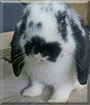 Name:  large (1).jpg
Views: 170
Size:  9.4 KB