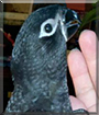 Name:  large (1).jpg
Views: 205
Size:  11.5 KB
