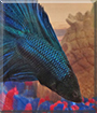 Name:  large (1).jpg
Views: 218
Size:  13.8 KB