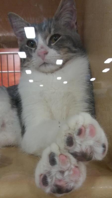 Name:  prettypaws-a.jpg
Views: 92
Size:  29.0 KB