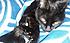 Click image for larger version. 

Name:	clovsnug-a.jpg 
Views:	75 
Size:	69.6 KB 
ID:	60252