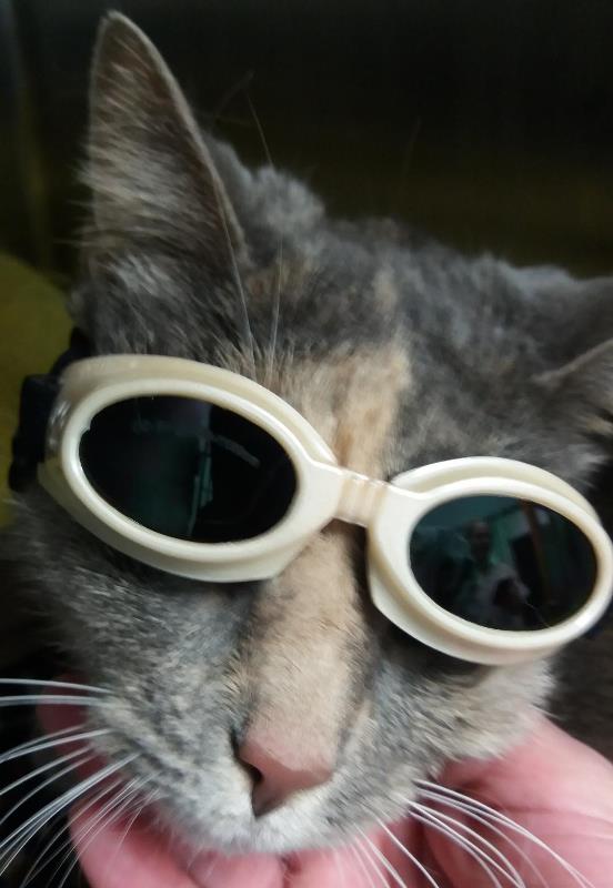 Name:  mkgoggles-a.jpg
Views: 211
Size:  47.1 KB