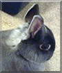 Name:  large (1).jpg
Views: 162
Size:  11.2 KB