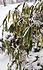 Click image for larger version. 

Name:	snowbamboo-a.jpg 
Views:	66 
Size:	103.3 KB 
ID:	60297