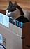 Click image for larger version. 

Name:	oliboxsmell1-a.jpg 
Views:	84 
Size:	27.8 KB 
ID:	60307