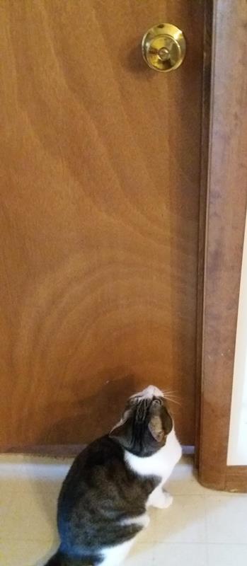 Name:  olidoorknob-a.jpg
Views: 228
Size:  28.5 KB