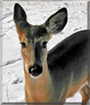 Name:  large (1).jpg
Views: 181
Size:  10.4 KB