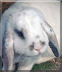 Name:  large.jpg
Views: 172
Size:  11.0 KB