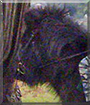 Name:  large.jpg
Views: 246
Size:  15.2 KB