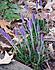 Click image for larger version. 

Name:	crocus-a.jpg 
Views:	61 
Size:	104.9 KB 
ID:	60388