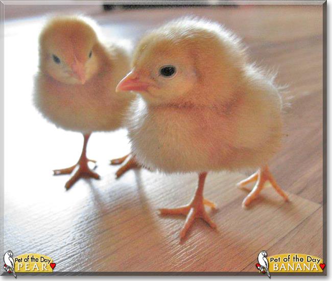 Name:  28575928_1853968064666701_5424750050229687387_n.jpg
Views: 120
Size:  44.7 KB
