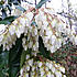 Click image for larger version. 

Name:	pieris.jpg 
Views:	120 
Size:	82.1 KB 
ID:	60466