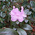 Click image for larger version. 

Name:	rhodo.jpg 
Views:	128 
Size:	61.0 KB 
ID:	60467