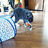 Click image for larger version. 

Name:	montoy2.jpg 
Views:	91 
Size:	66.2 KB 
ID:	60477