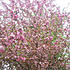 Click image for larger version. 

Name:	springtree.jpg 
Views:	117 
Size:	138.4 KB 
ID:	60547