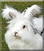 Name:  large (1).jpg
Views: 286
Size:  9.9 KB