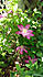 Click image for larger version. 

Name:	clematis.jpg 
Views:	110 
Size:	134.0 KB 
ID:	60621