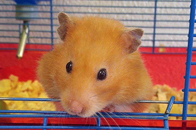 Name:  ham.jpg
Views: 138
Size:  47.7 KB