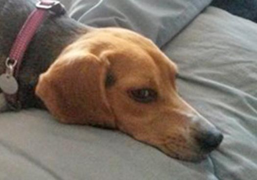 Name:  dog.jpg
Views: 209
Size:  21.0 KB