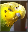 Name:  large (1).jpg
Views: 111
Size:  12.5 KB
