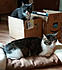 Click image for larger version. 

Name:	catsalltt.jpg 
Views:	126 
Size:	74.8 KB 
ID:	60681