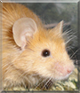 Name:  large (1).jpg
Views: 173
Size:  11.9 KB