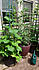 Click image for larger version. 

Name:	veggie.jpg 
Views:	62 
Size:	143.0 KB 
ID:	60733