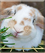 Name:  large.jpg
Views: 251
Size:  12.4 KB